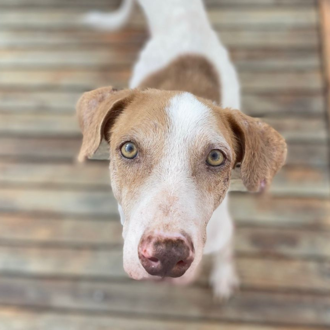 Esterilización Perro